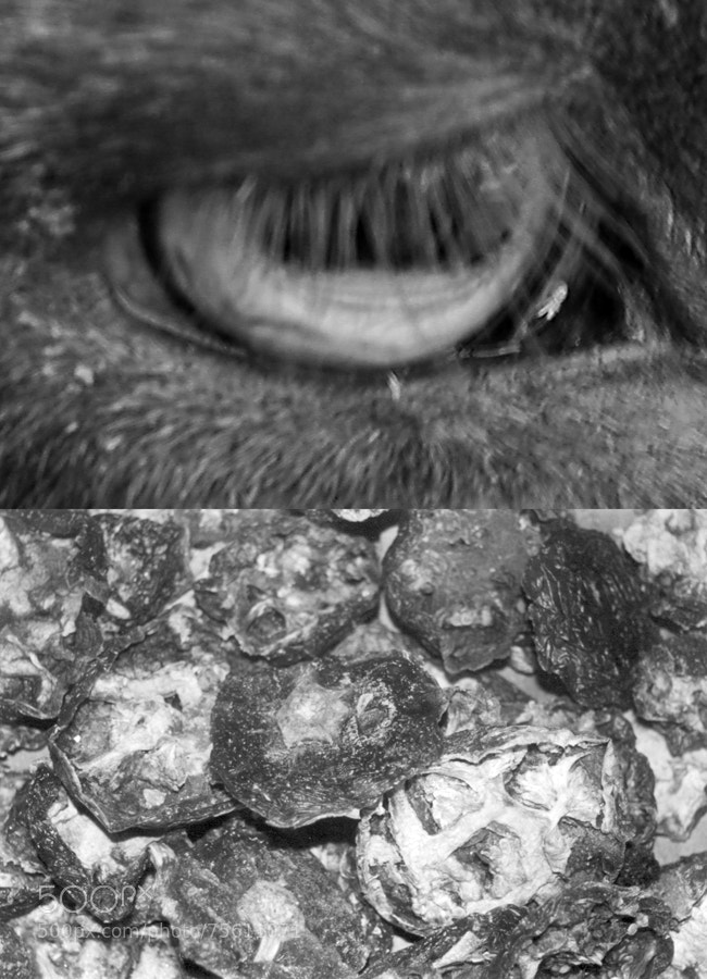 Canon EOS 550D (EOS Rebel T2i / EOS Kiss X4) sample photo. Cabra photography