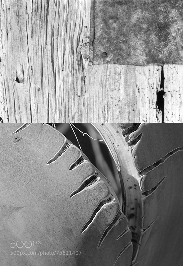 Canon EOS 550D (EOS Rebel T2i / EOS Kiss X4) sample photo. Pitera photography