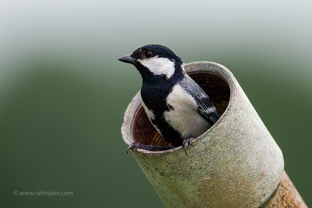 Cinereous tit by nitin jain on 500px.com