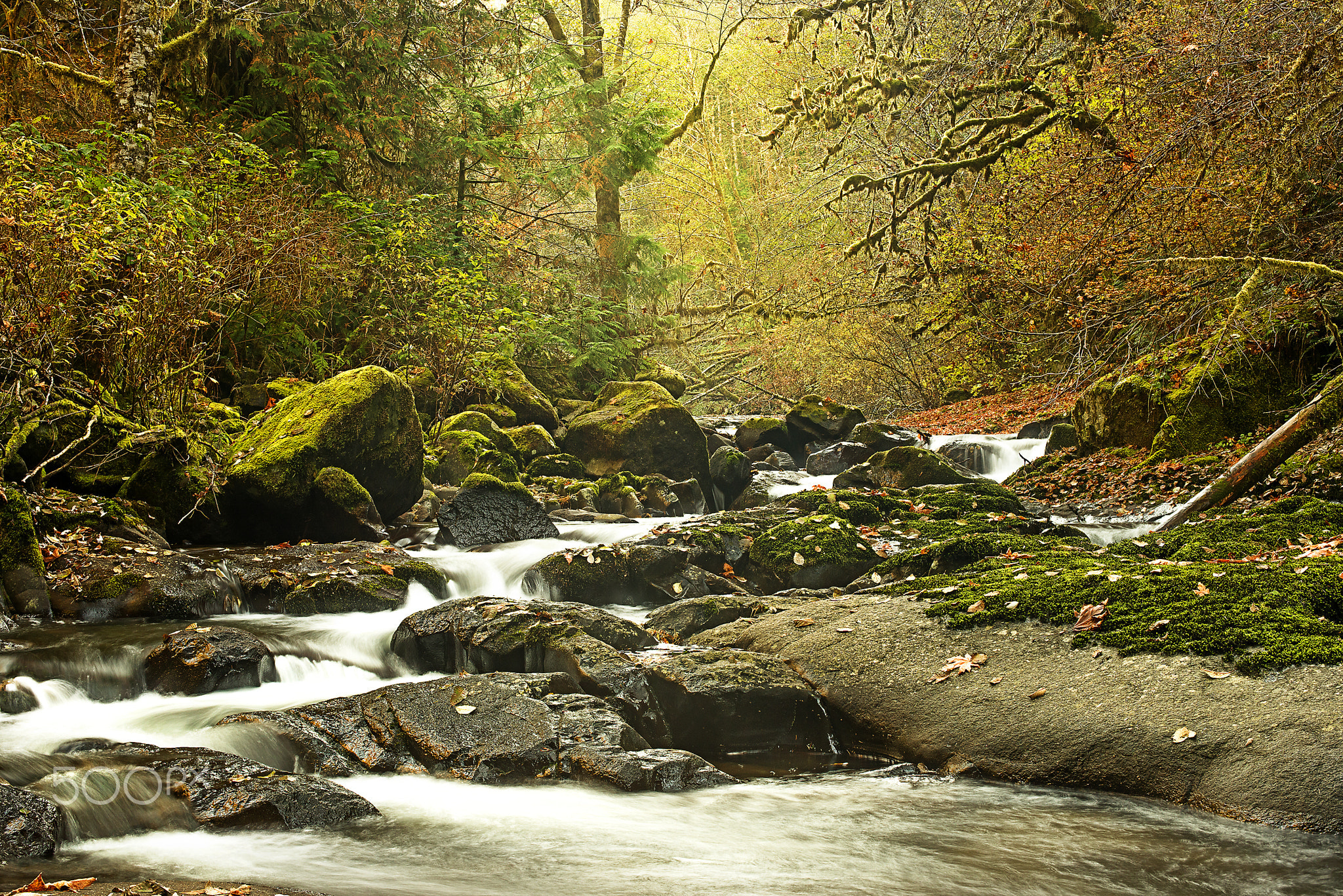 Autumn Rush