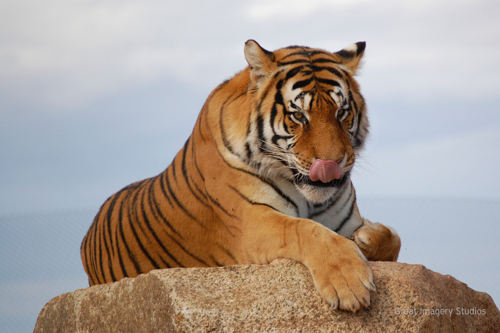 Tiger Tongue Facts For Unique Functions