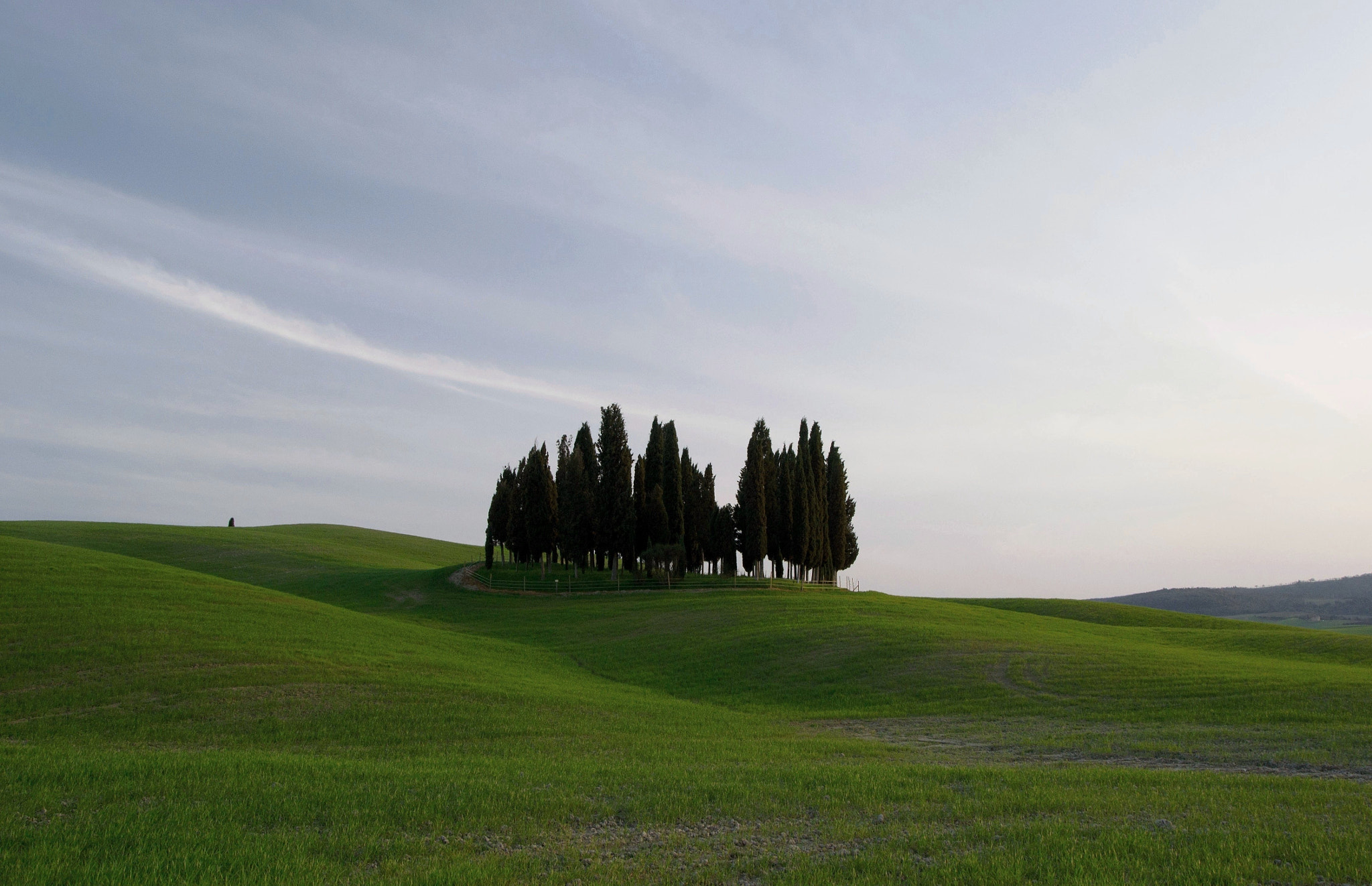 Cipressi   (SIENA)  Italy
