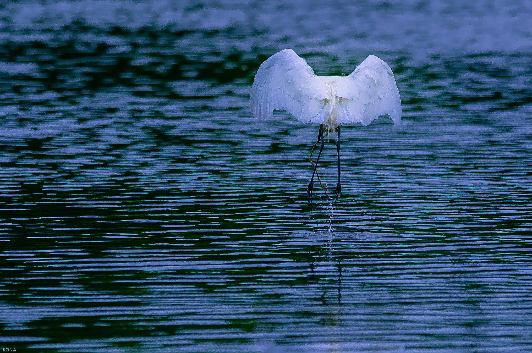Nikon AF-S Nikkor 400mm F2.8G ED VR II sample photo. Sagi photography
