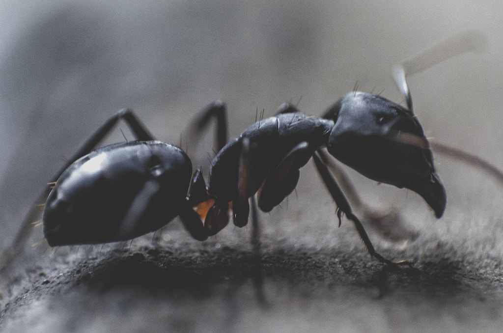 Macro