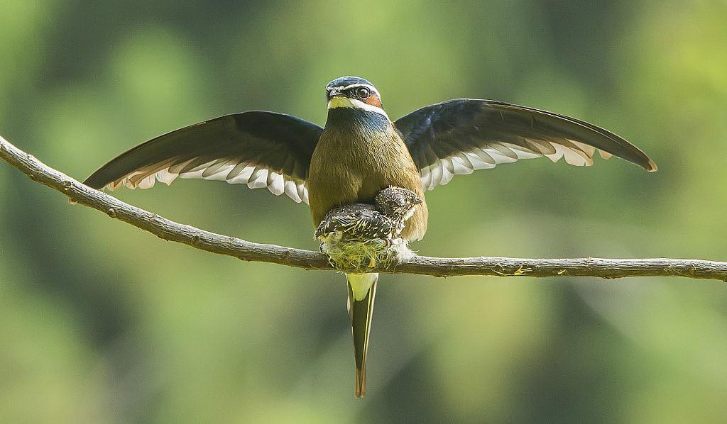Whiskered Treeswift 小鳳頭樹燕(male) by Kh Lam on 500px.com