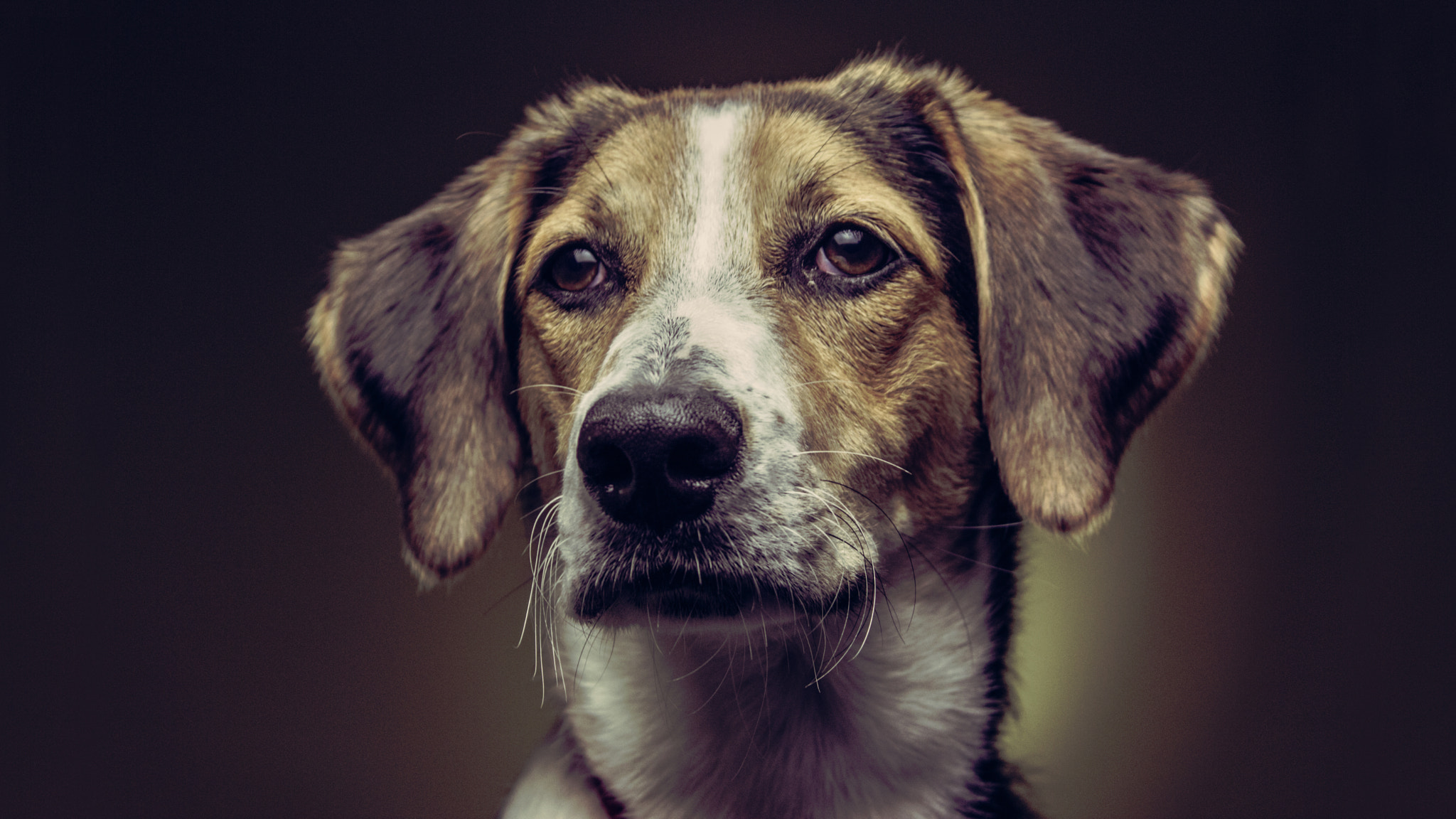 A picture of my dog...