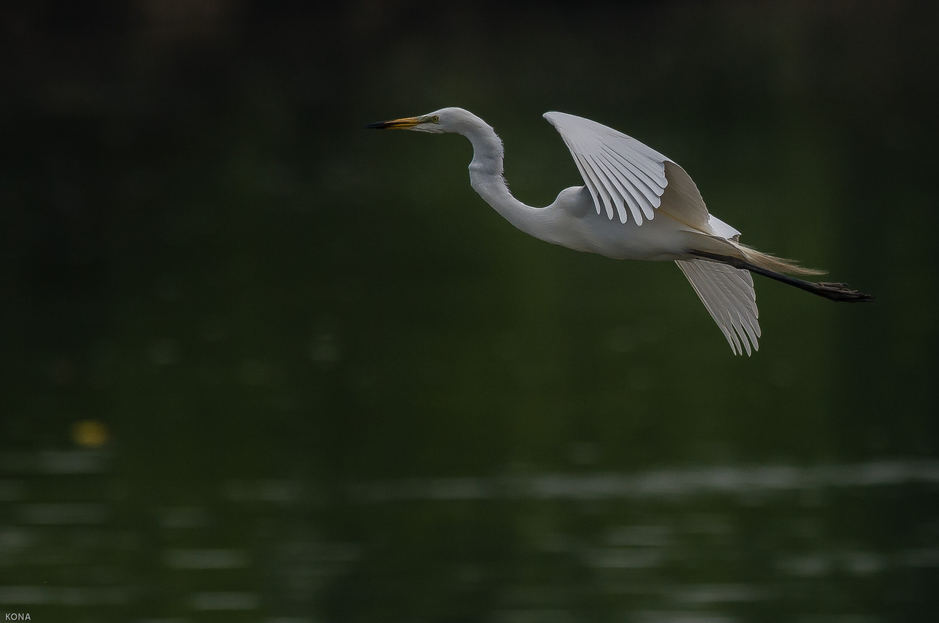 Nikon AF-S Nikkor 400mm F2.8G ED VR II sample photo. Sagi photography