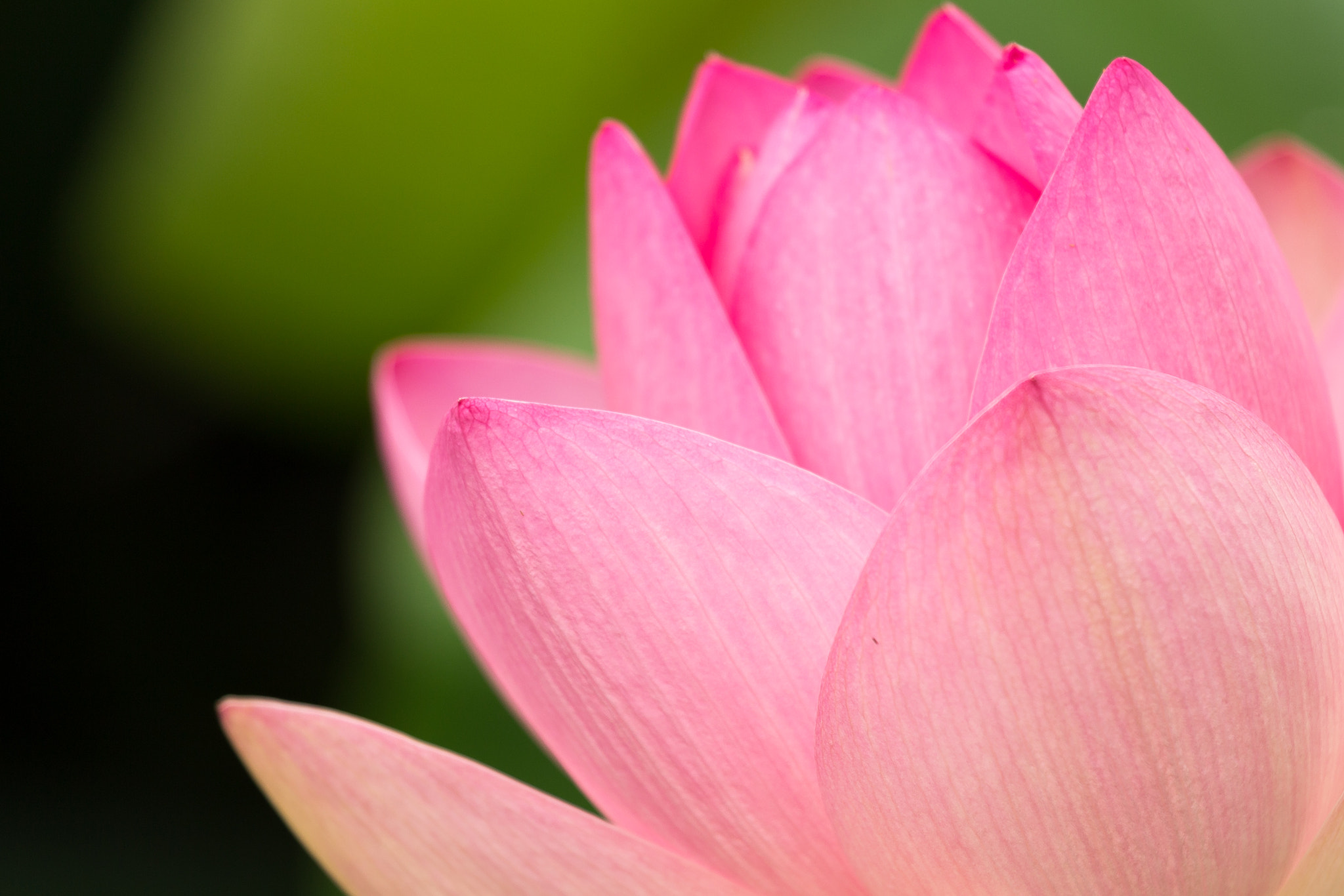 Canon EOS 6D + Canon EF 70-200mm F4L IS USM sample photo. Lotus close up photography