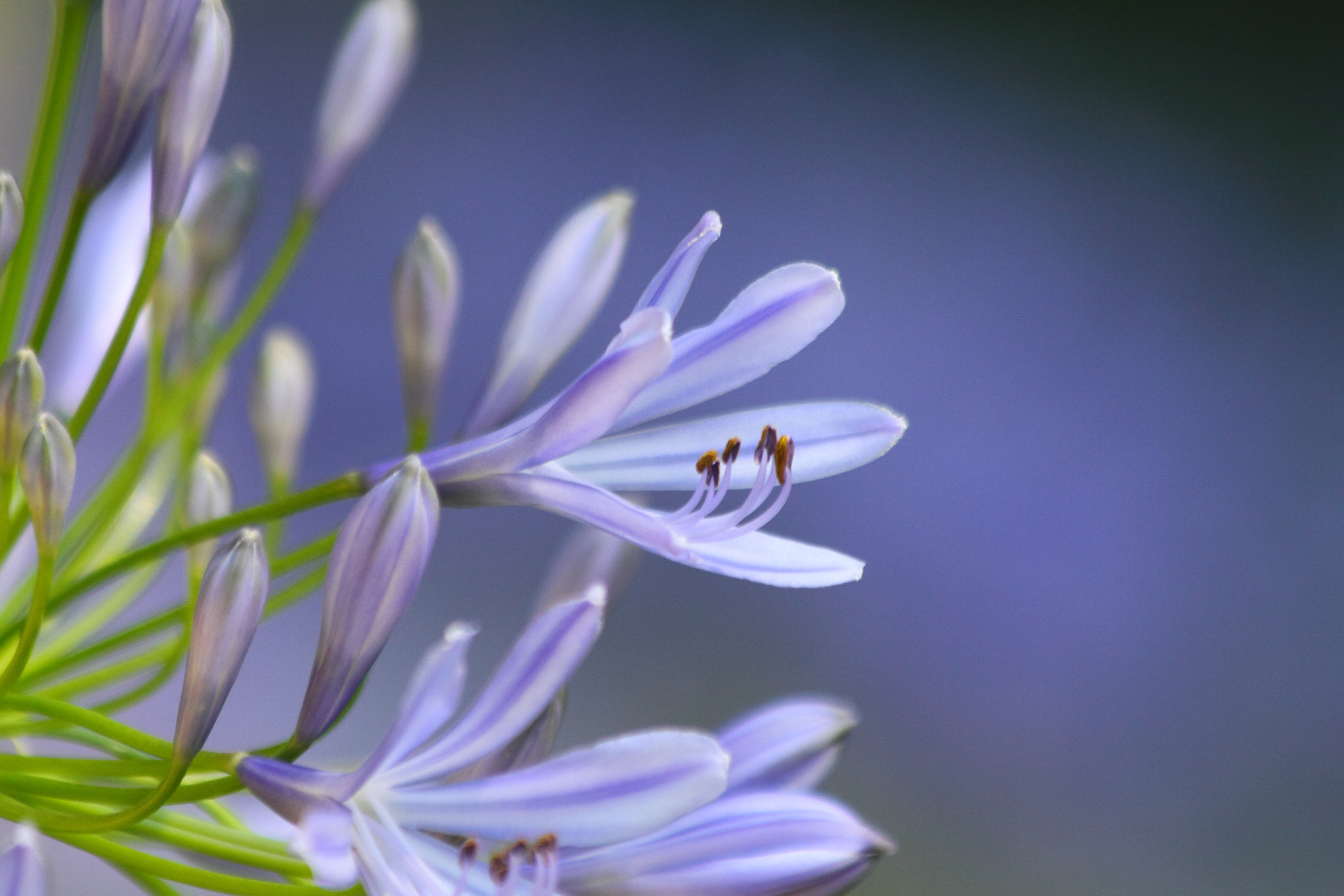 African Lily