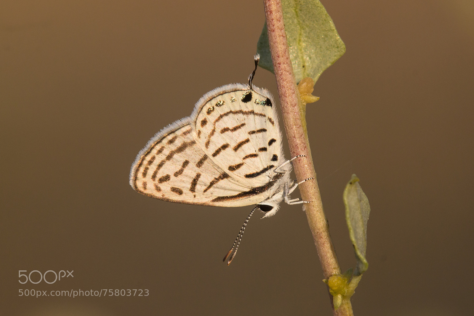 Canon EOS 60D sample photo. The mediterranean tiger blue photography