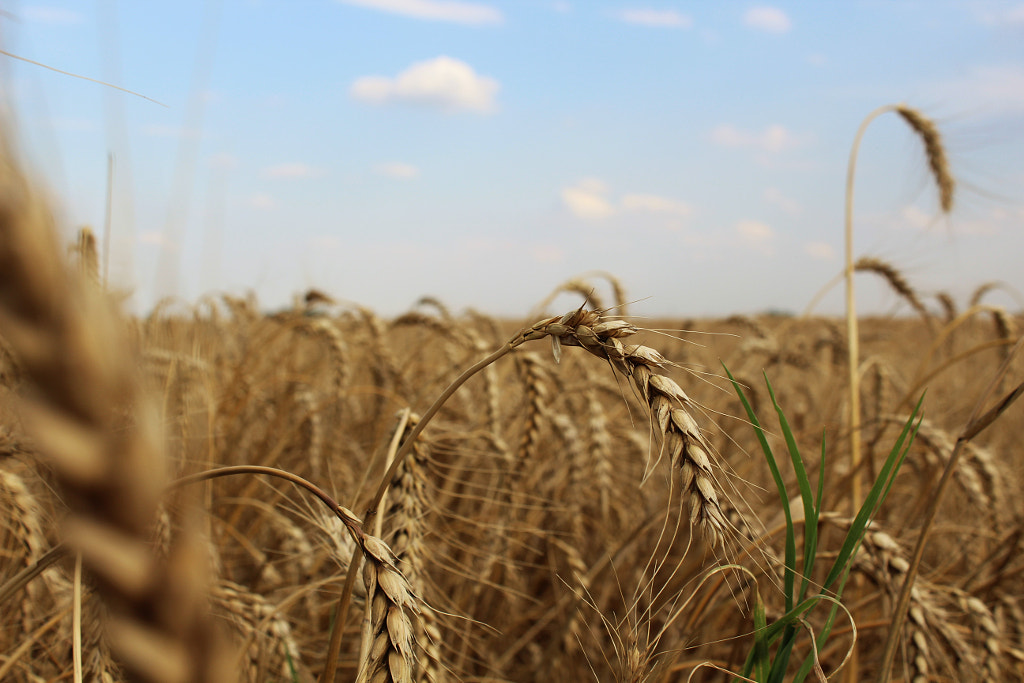 Field of gold by Alina Feiler on 500px.com