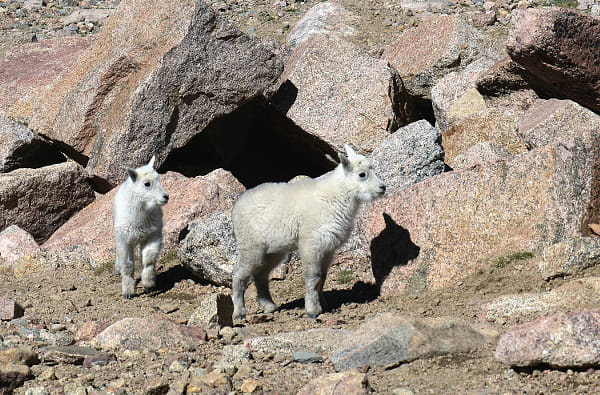 Baby Mountain Goats
