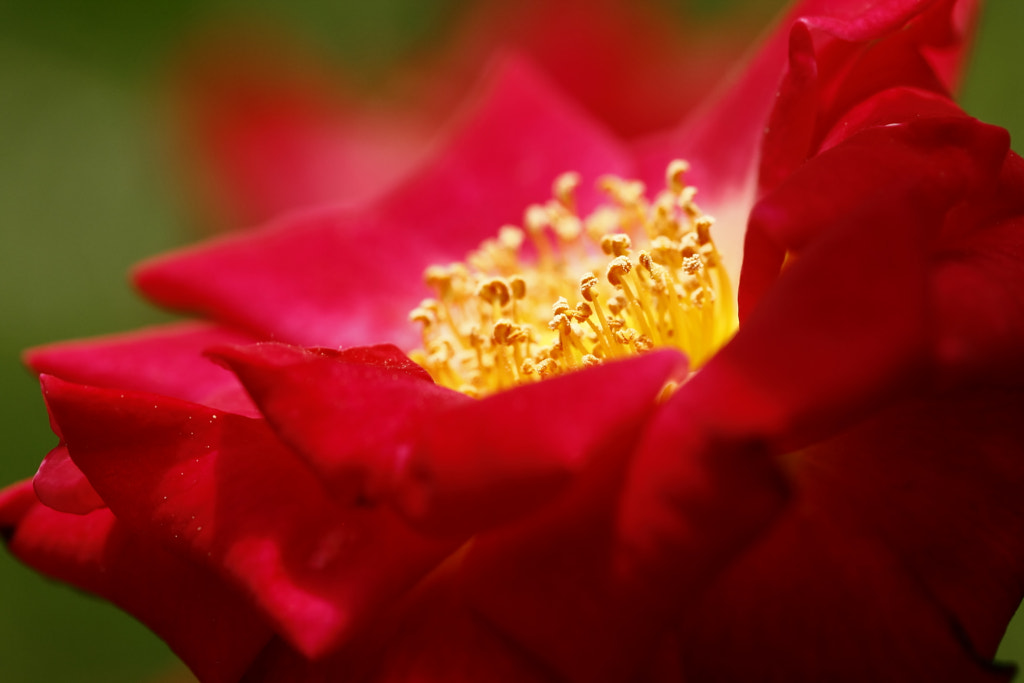 Fuego. by NINES Salvador on 500px.com