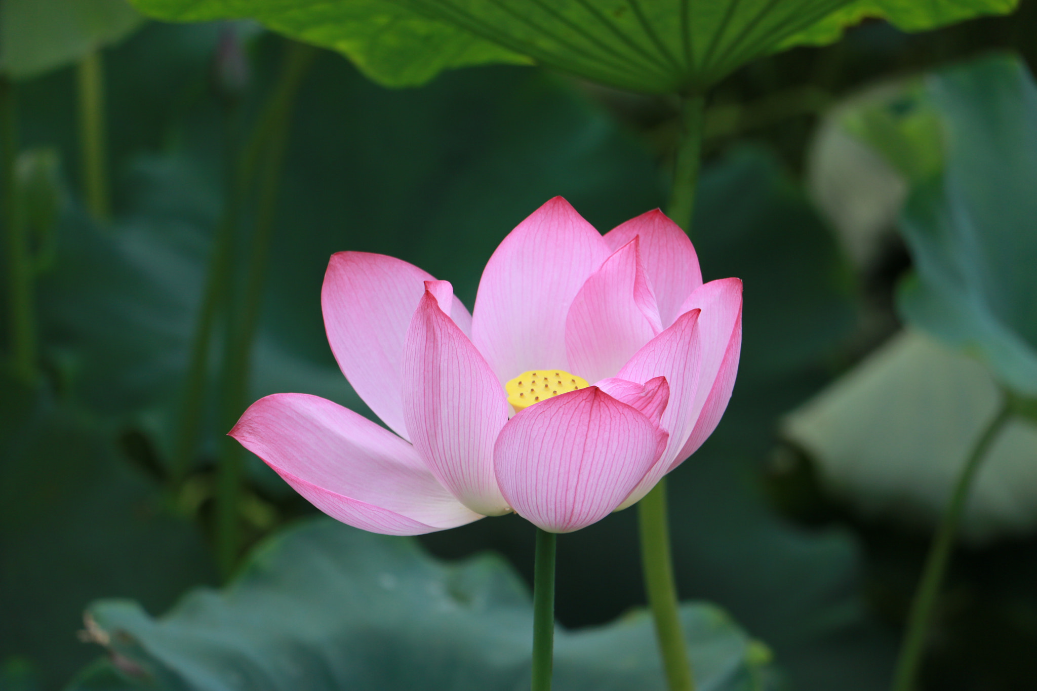 夏日荷花