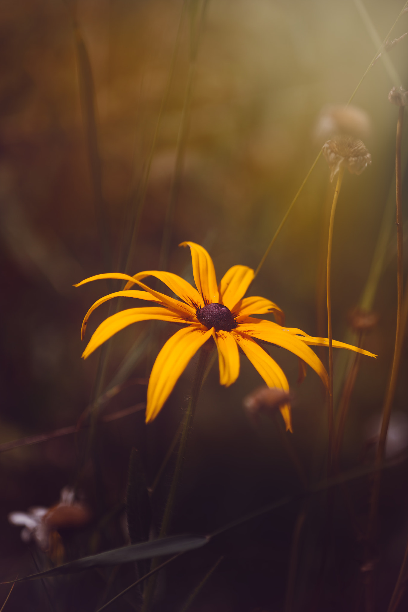 Echinacea