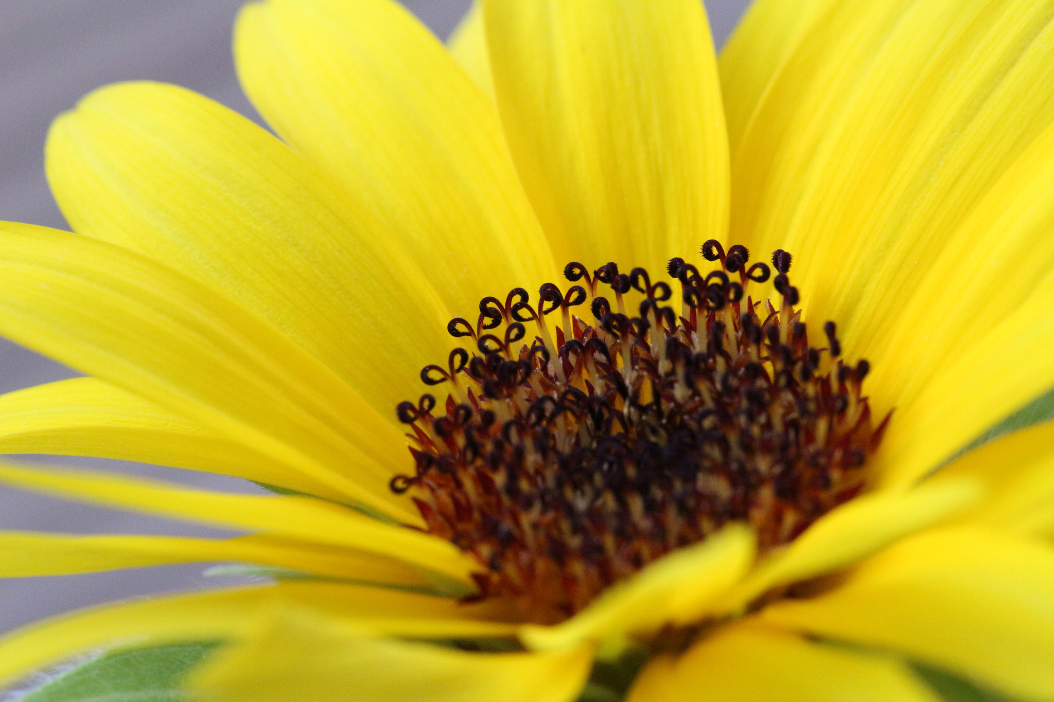 Dwarf sunflower