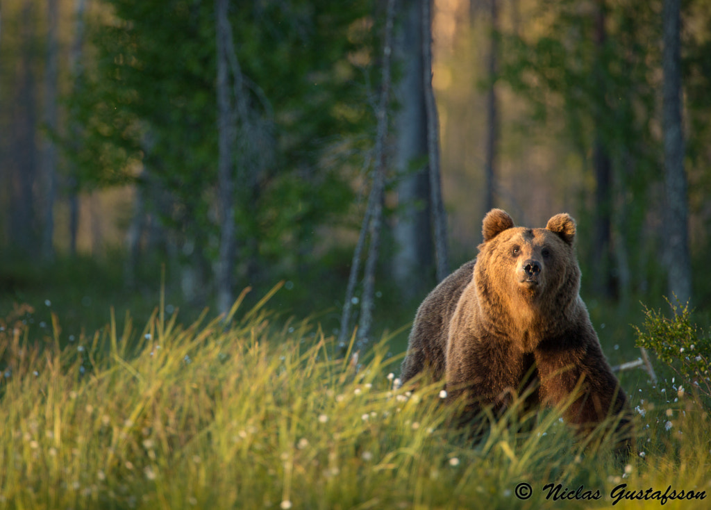 Bear in Sunset by Niclas G / 500px