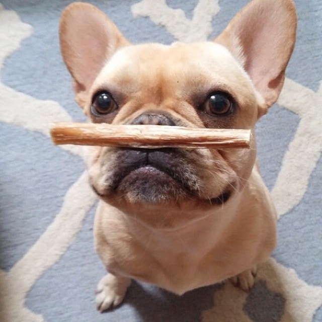 I mustache you a question. Am I good boy? Of course you are @Chubasaurus_Ralph! #whatwouldyoudofor