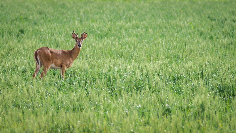 Young Buck