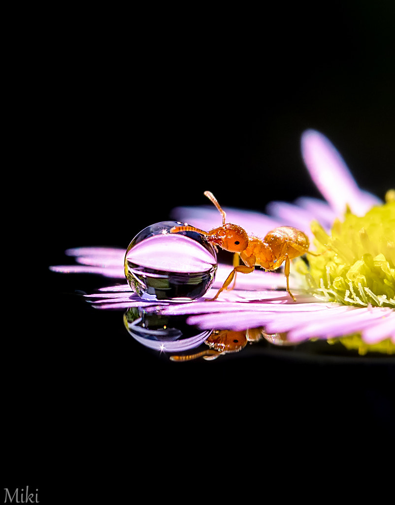 Ant Bar by Miki Asai / 500px