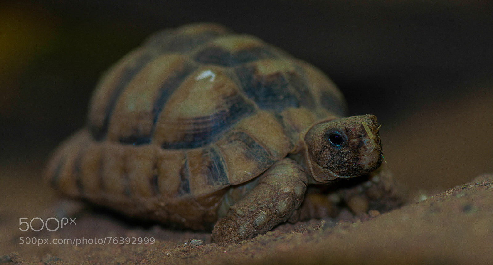 Nikon D5000 sample photo. Little turtie! photography