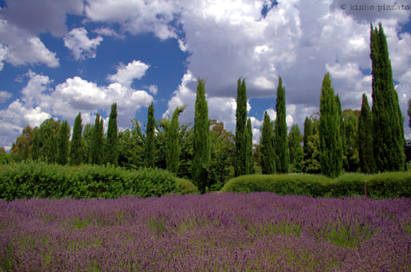 Lavender Farm