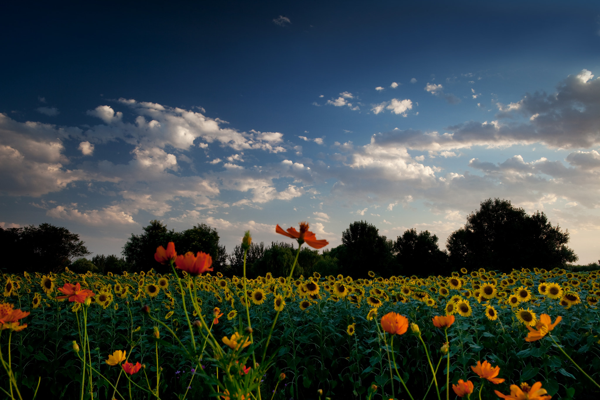 Sunflowers