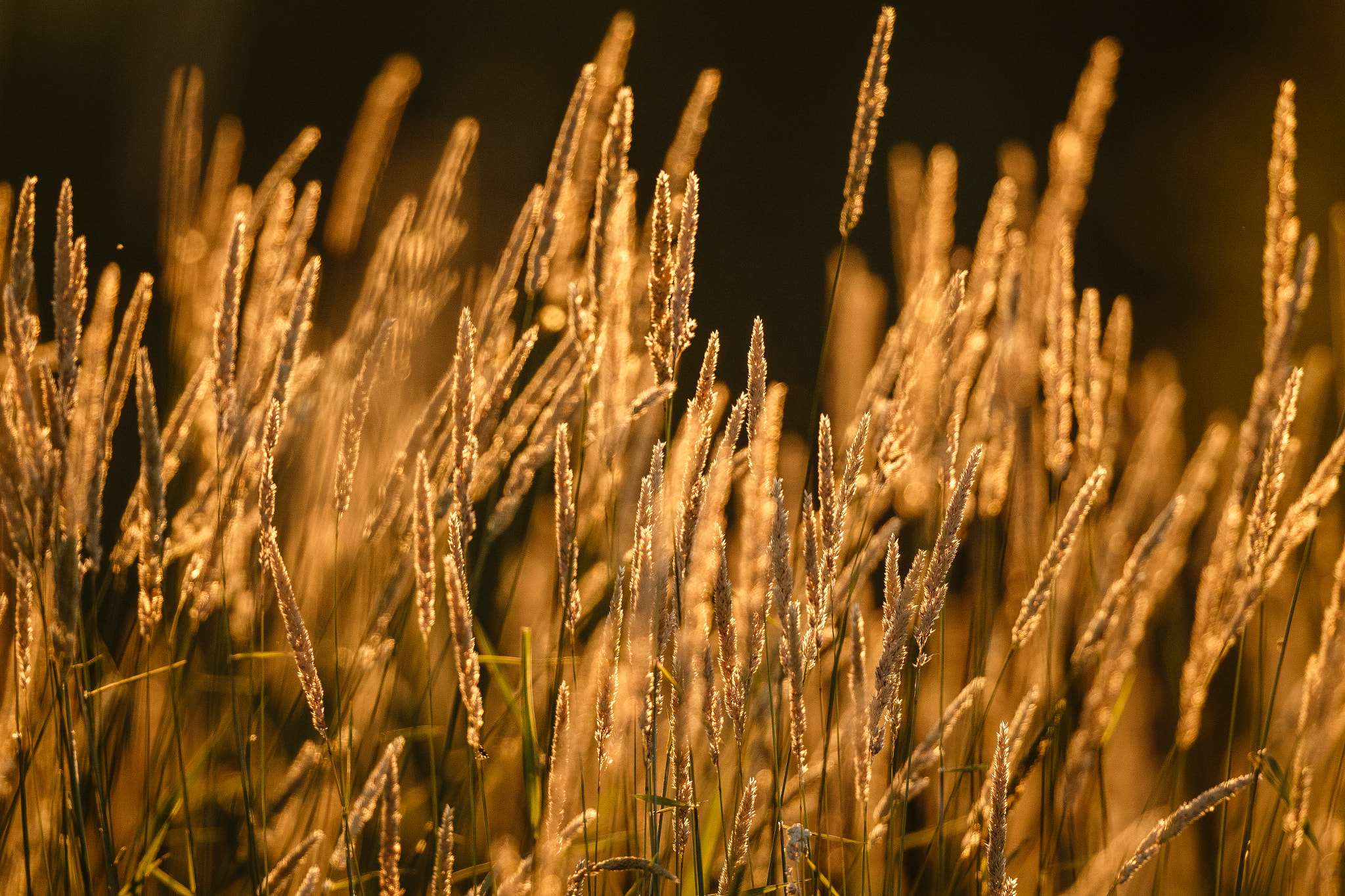 Fields of gold