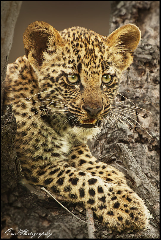 Leopard Cub