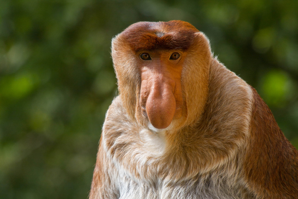 Proboscis monkey by Brenda Passchier on 500px.com