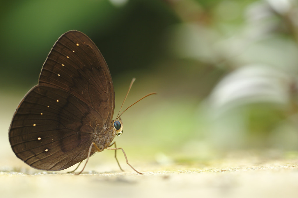 Butterfly on ground by Yung Ju Chua on 500px.com