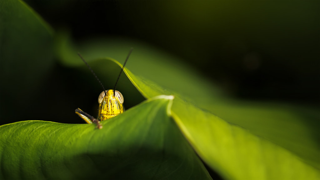 Peekaboo by Yung Ju Chua on 500px.com