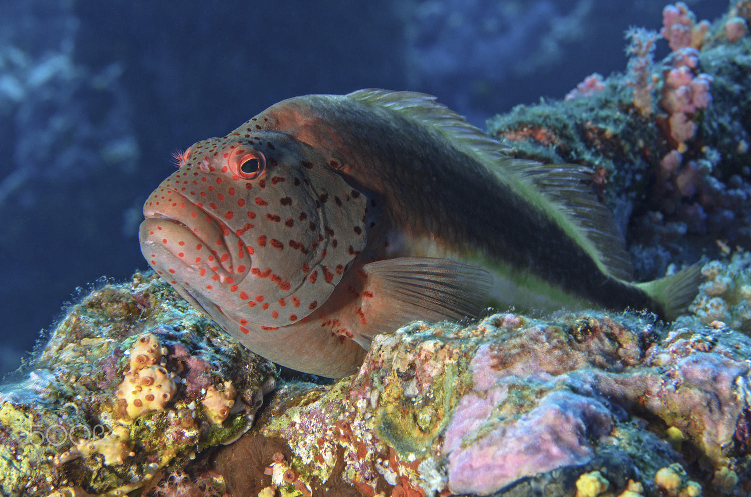 hawkfish