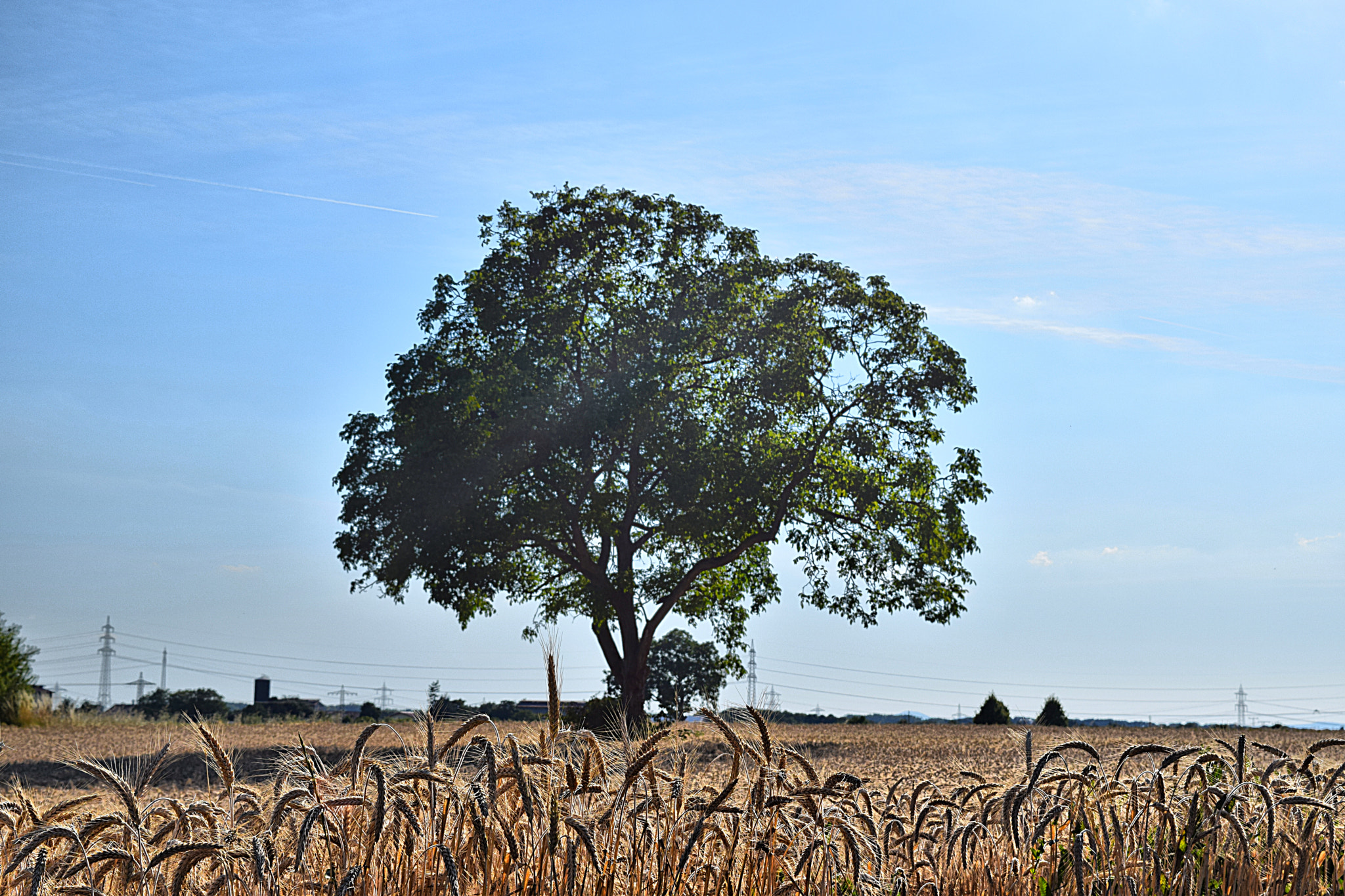 Golden Field