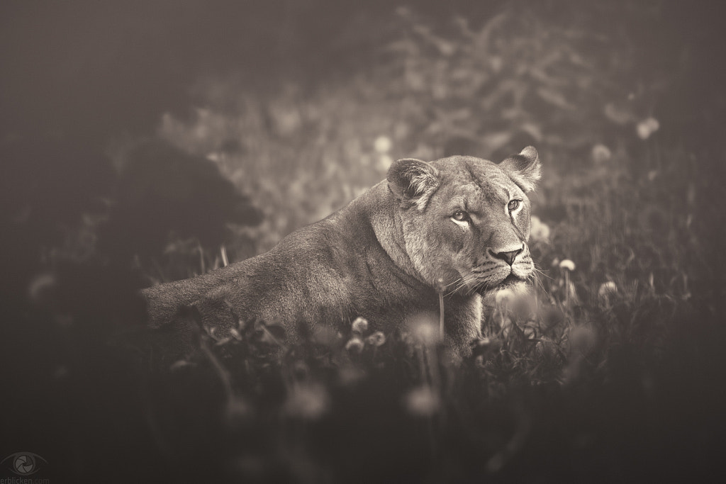 African souls: II by Manuela Kulpa on 500px.com