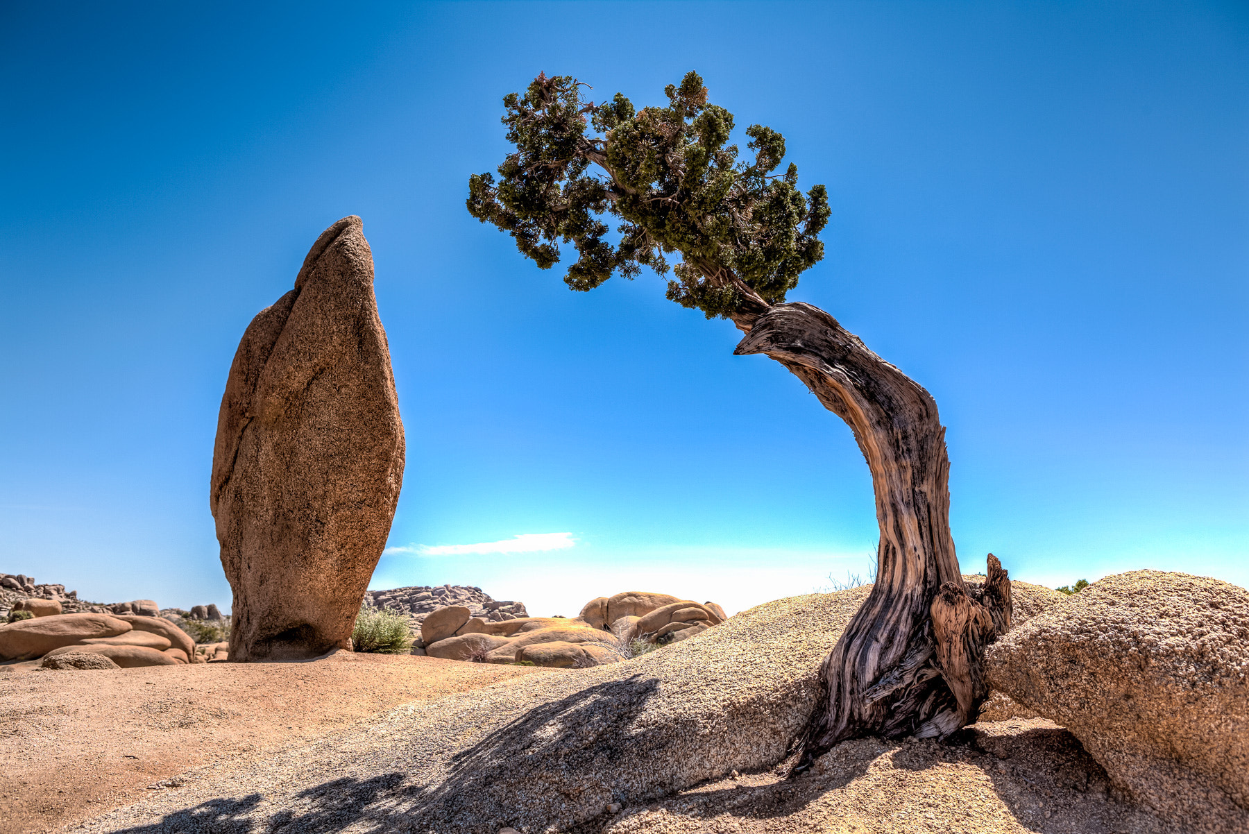 Desert Duo By Tim Kurth 500px