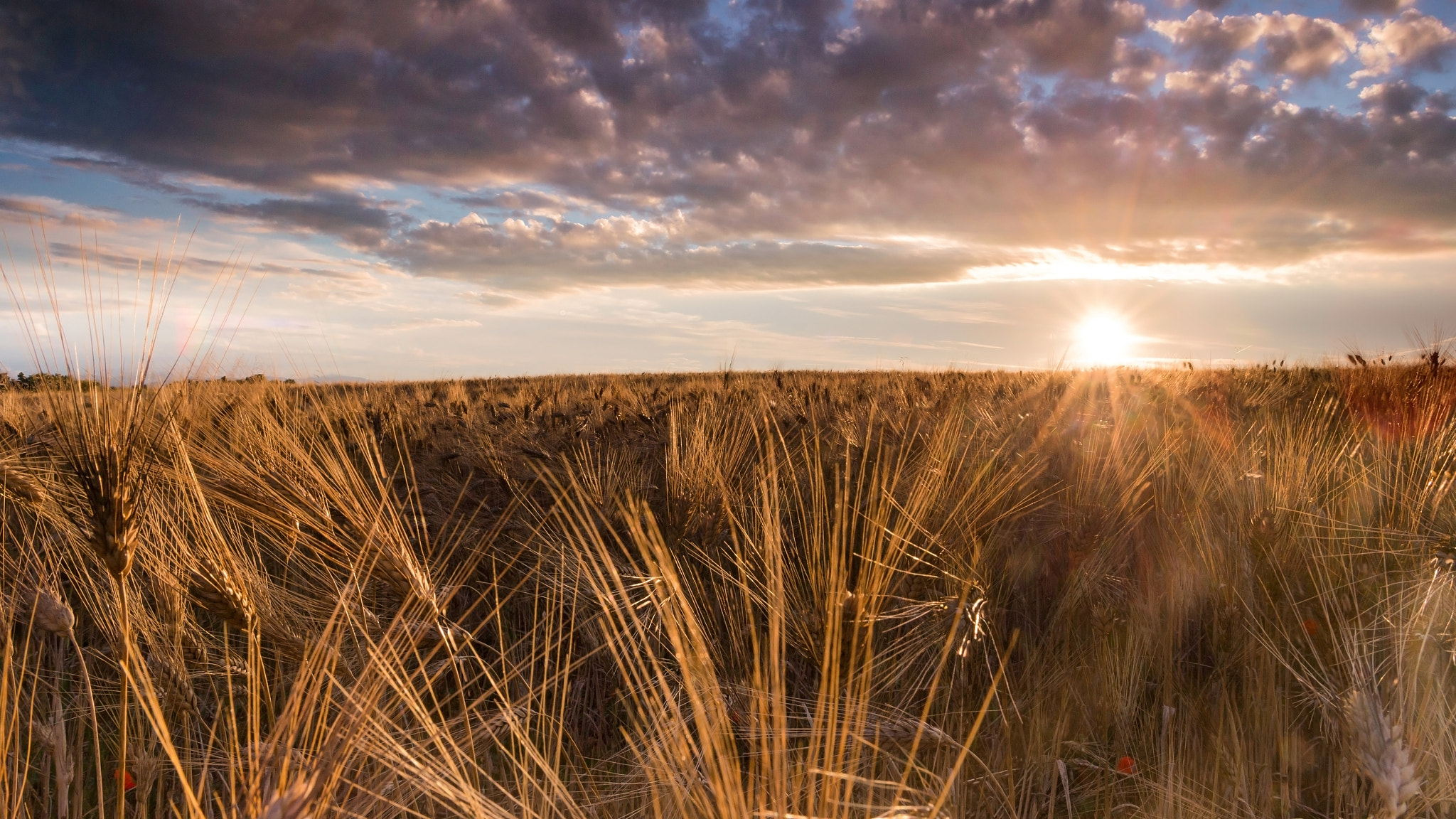 Gold Field