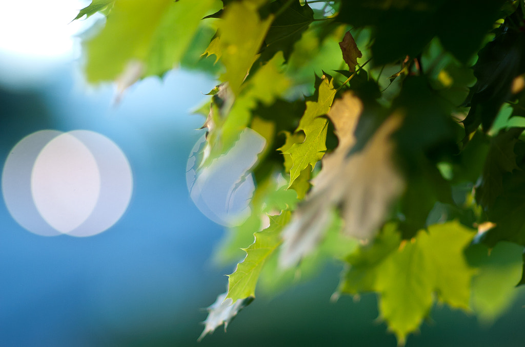 Circle in the Green by John Sturr on 500px.com