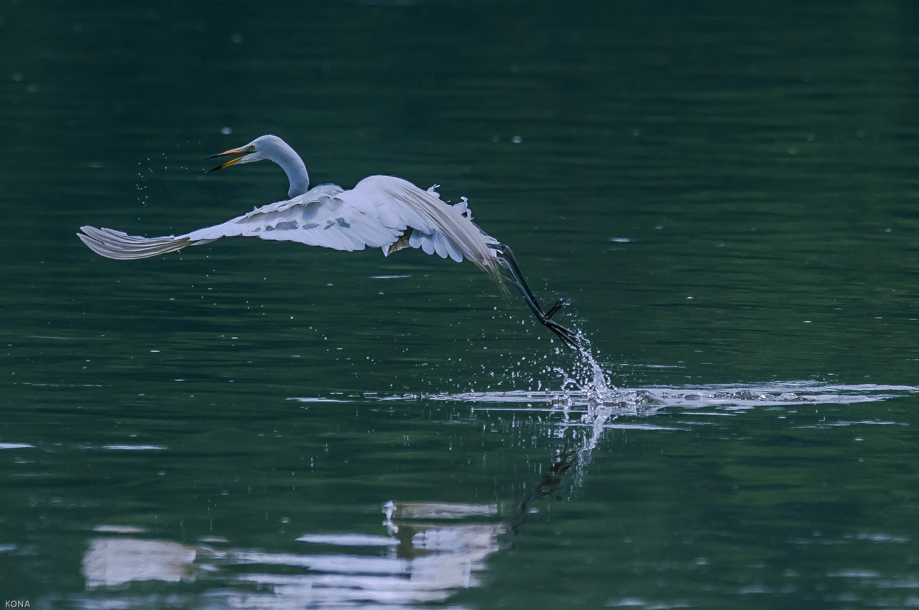 Nikon AF-S Nikkor 400mm F2.8G ED VR II sample photo. Sagi photography