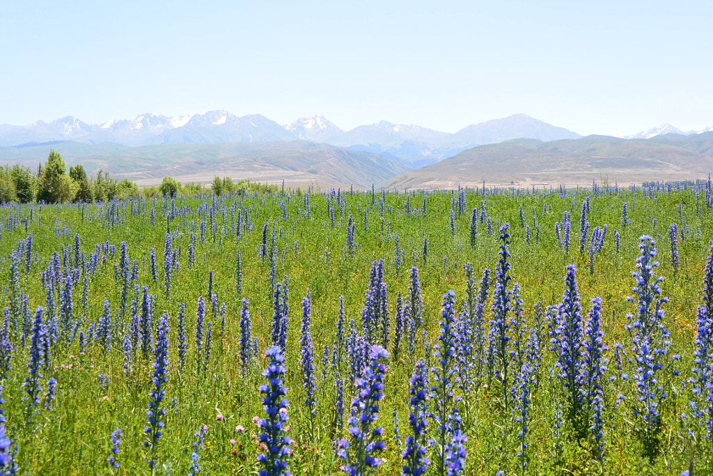 Kyrgyzstan, Near Issyk-Kul Lake by Anton Konyukhov on 500px.com
