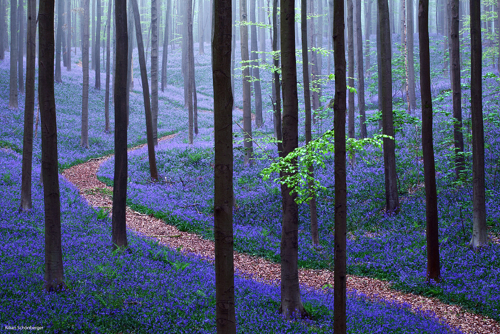 Magical Hallerbos by Kilian Schönberger on 500px.com