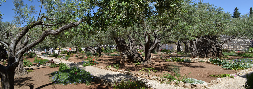 Photograph Gethsemane Garden, Jerusalem by George Tarielashvili on 500px