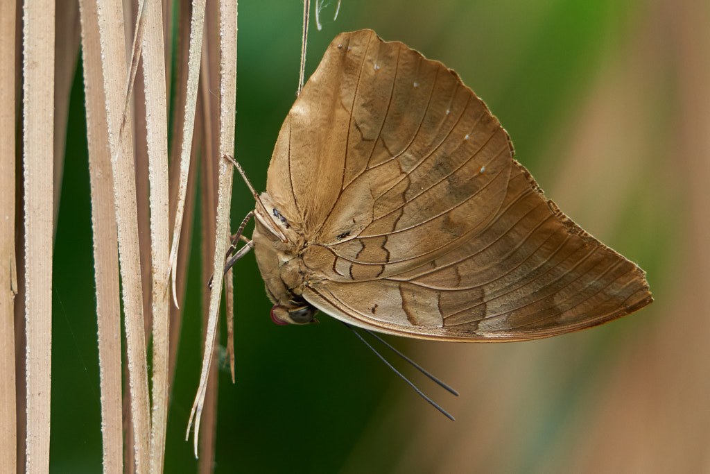 Leaf? by Nick Jackson on 500px.com