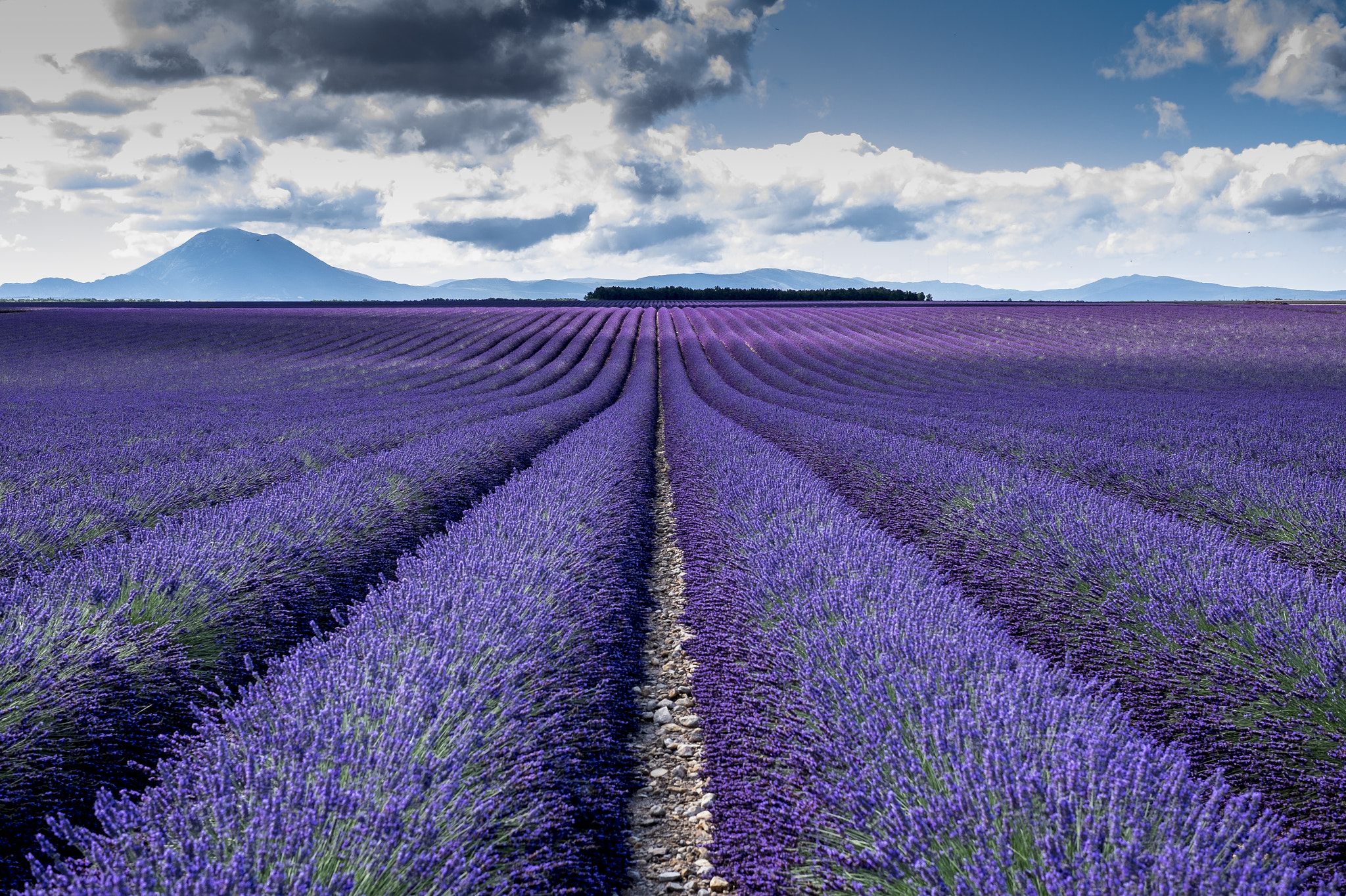 Plateau Lavanda Valensole