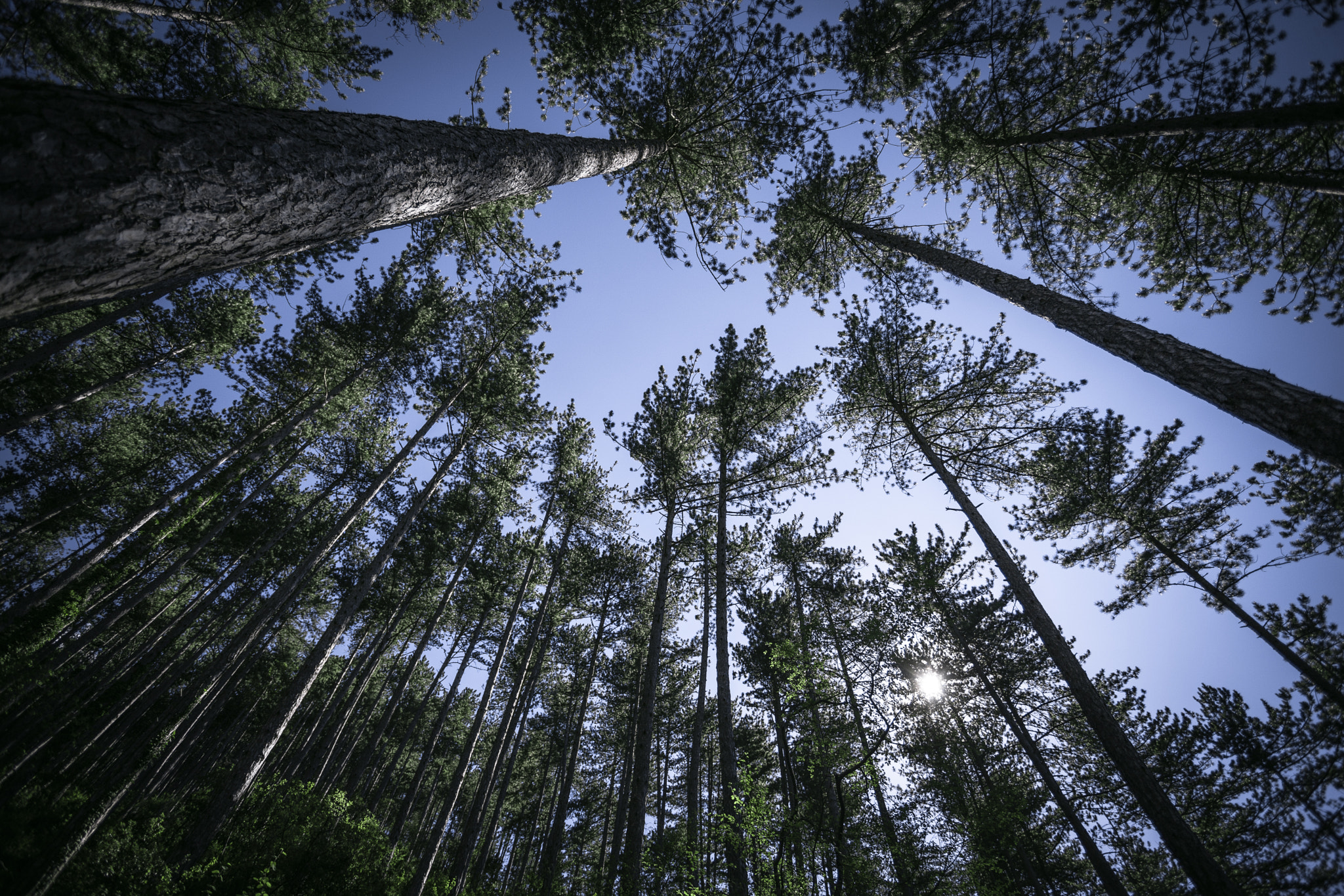 THE PLACE BEYOND THE PINES ...