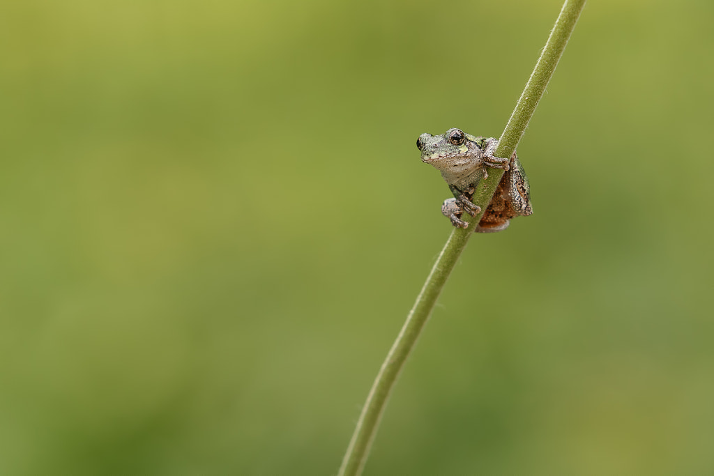 Gray Treefrog by Mike Bons on 500px.com