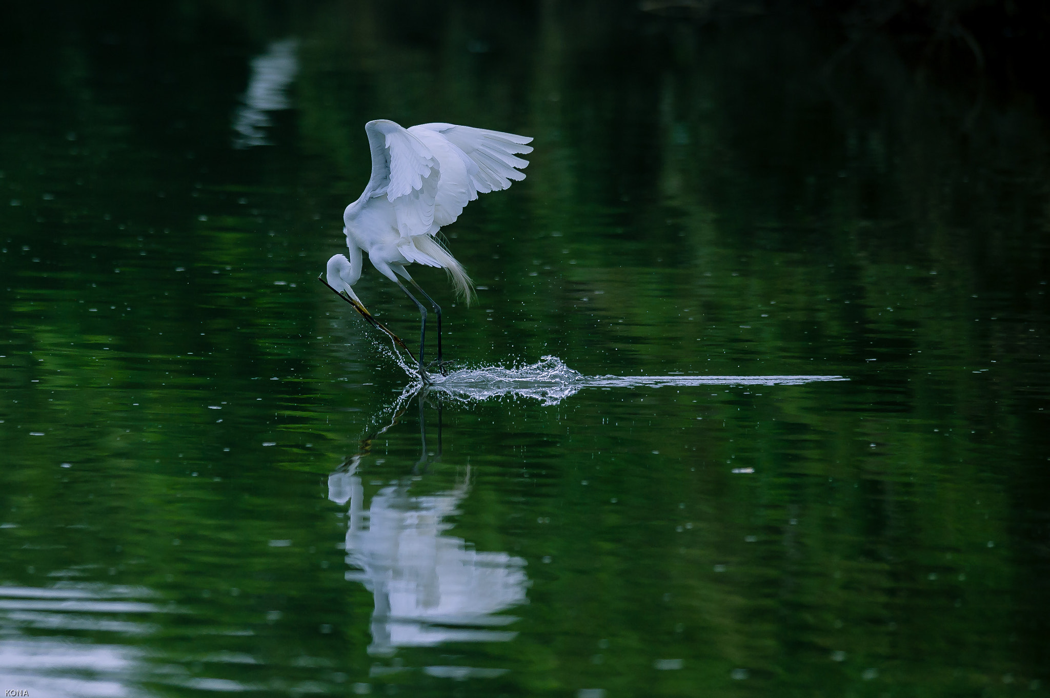 Nikon AF-S Nikkor 400mm F2.8G ED VR II sample photo. Sagi photography