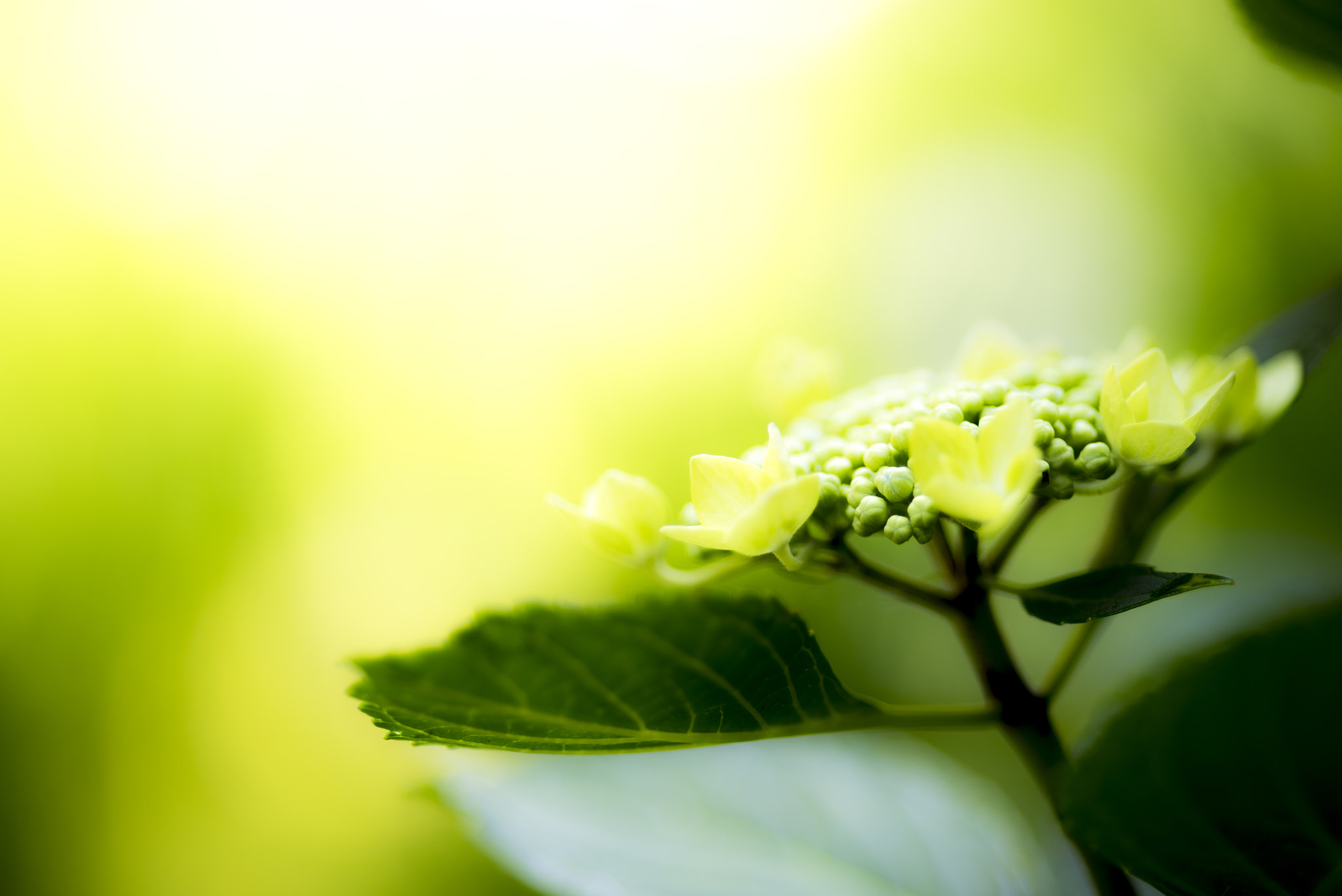 Hydrangea