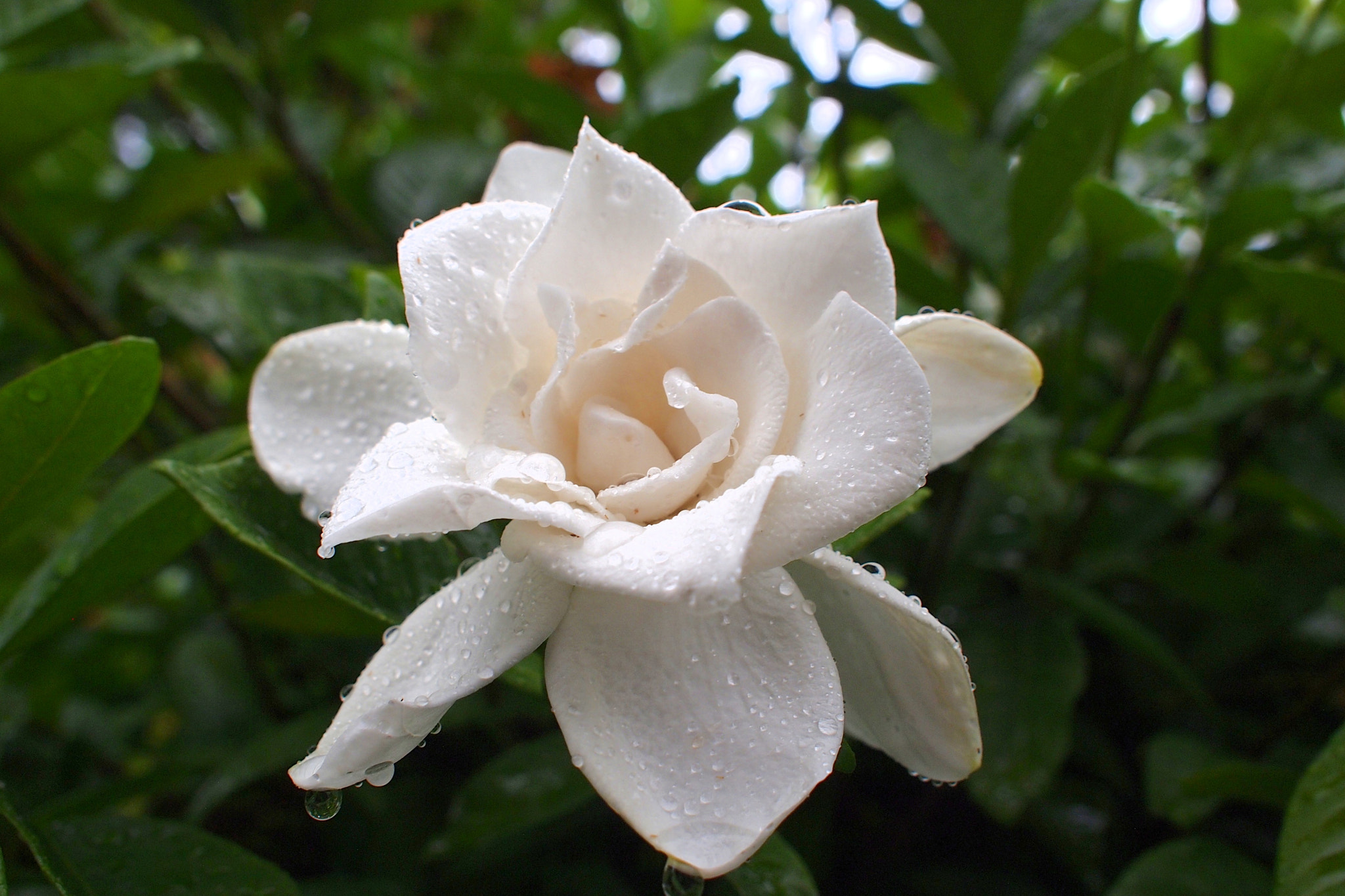 クチナシ　Gardenia