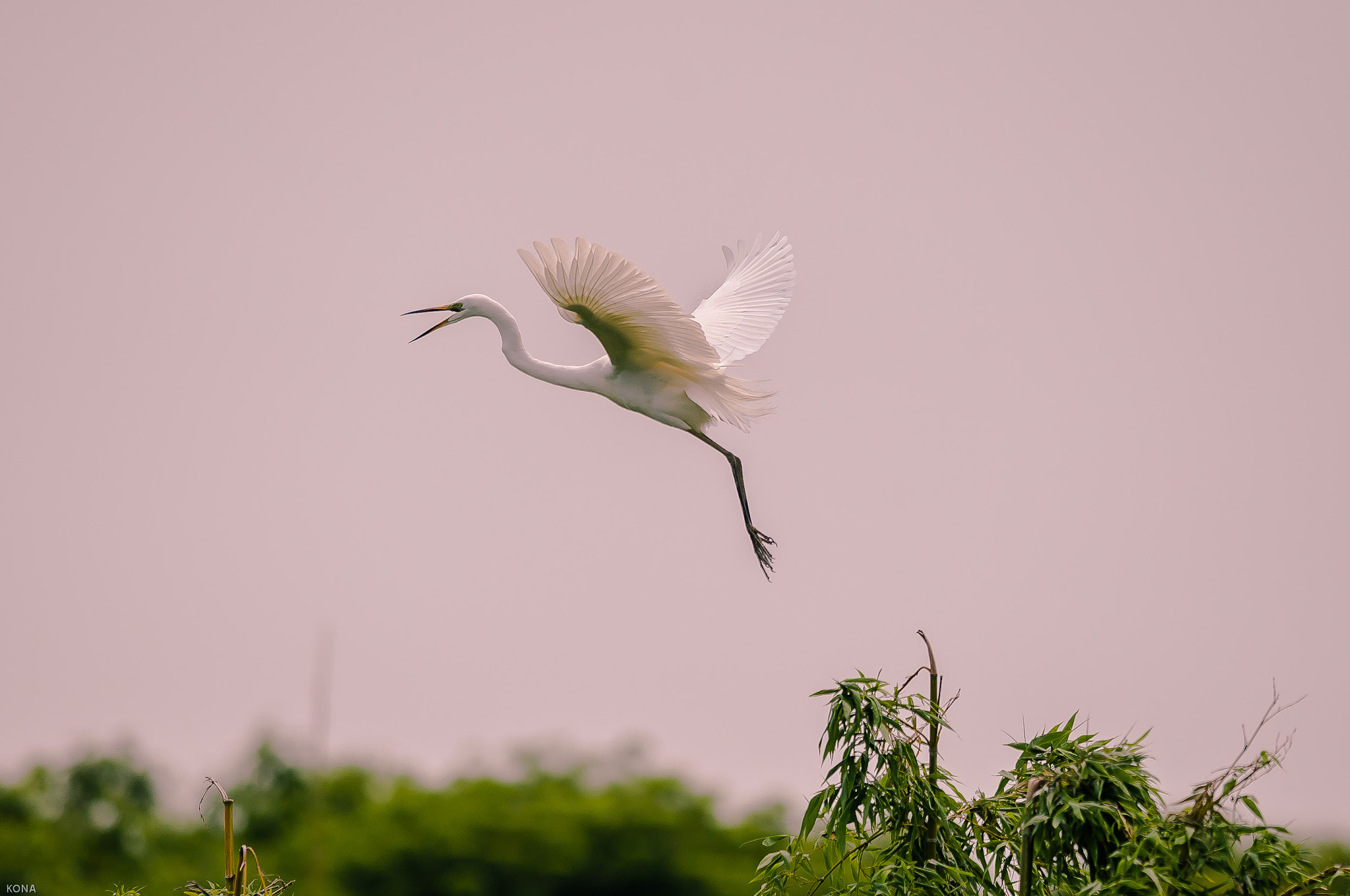 Nikon AF-S Nikkor 400mm F2.8G ED VR II sample photo. Sagi photography